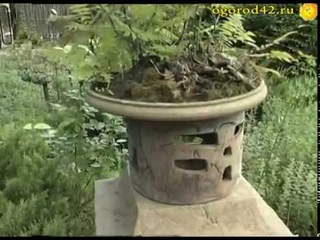 Из каких растений создается бонсай