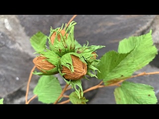ABC TV | How To Make Hazelnut Branch With Crepe Paper - Craft Tutorial