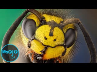 Top 10 Most Painful Insect Bites