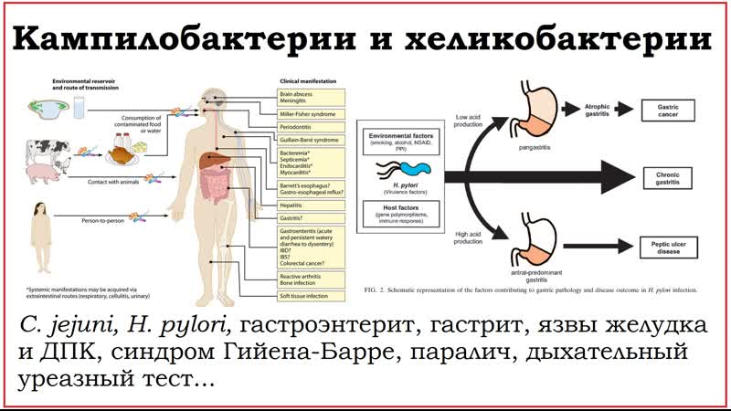 32. Клинически значимые бактерии родов Campylobacter и