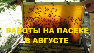 Работа на пасеке в августе или Главный осенний осмотр