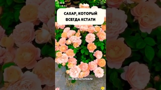 #цветы#обзор #красота #советы