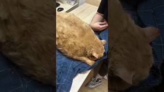 В Перми показали, как 17-килограммовый кот Крошик худеет на беговой дорожке