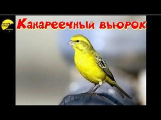 Канареечный вьюрок Канареечный вьюрок, европейский вьюрок или желтозобик (лат. Serinus serinus)