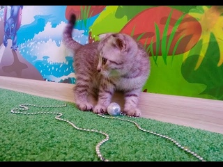 Шотландские котята. Вислоушки. Скоттиш фолд