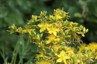 зверобой ядовитое растение