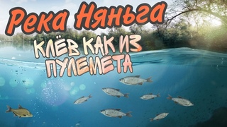 ПЛОТВА КЛЮЁТ КАК ИЗ ПУЛЕМЁТА | РЕКА НЯНЬГА
