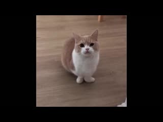Amazing Short-Legged Munchkin Boy Cat