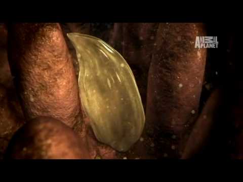 Monsters Inside Me: Flesh Eater Invades