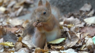 Про двух бельчат / About two little squirrels