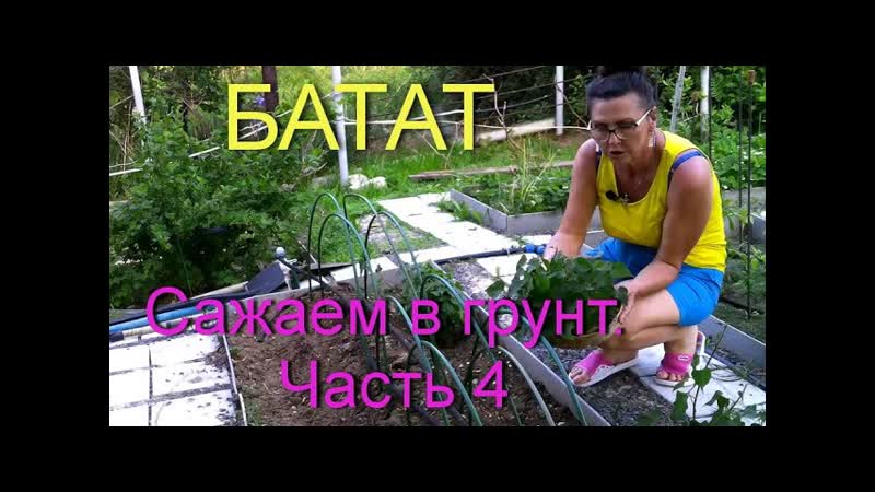 БАТАТ, КАК ВЫРАЩИВАТЬ БАТАТ ПРАВИЛЬНО. Часть 4 конец мая.