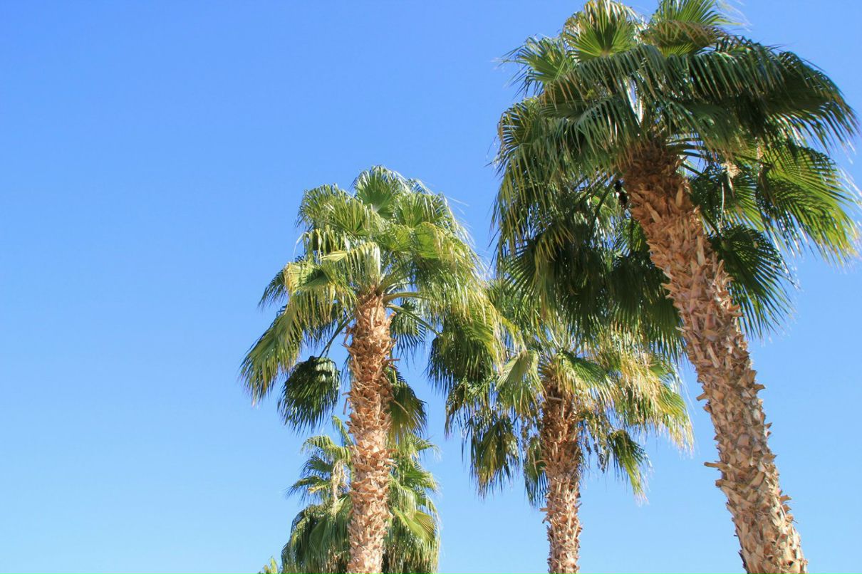 Владимир Пехоца | Краснодар