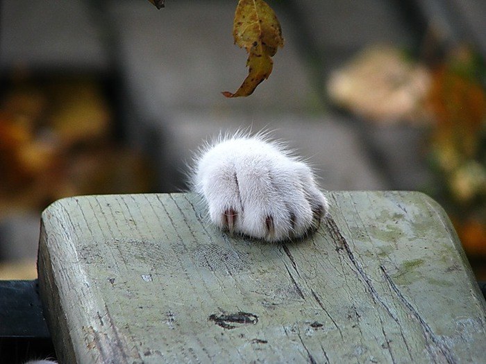 Ирина Франкевич | 