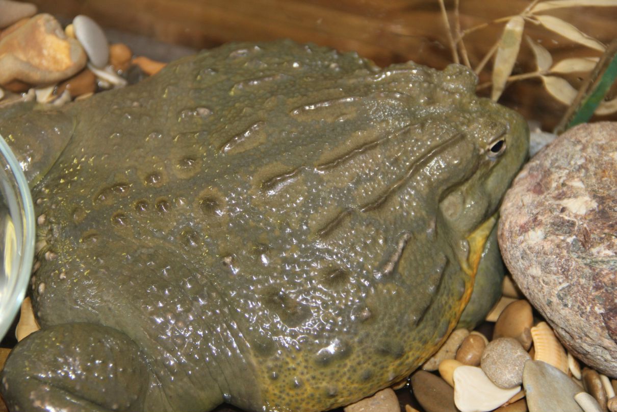 Иришка Лапшина-Храмова | Ростов-на-Дону