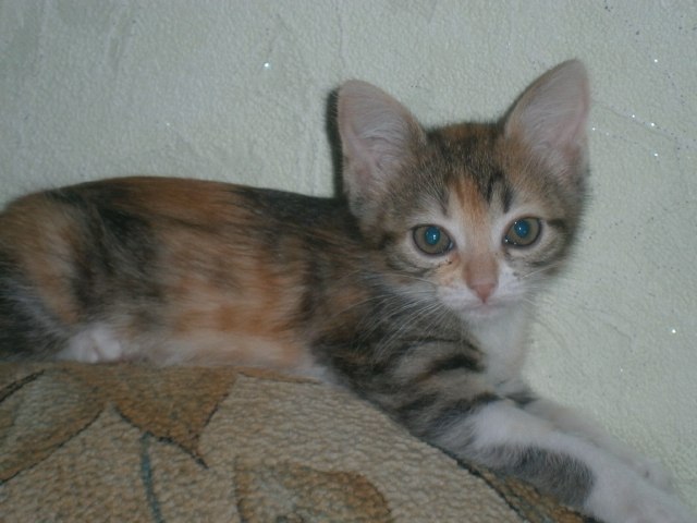 Риназ Сулейманов | Ульяновск