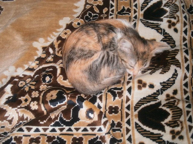 Риназ Сулейманов | Ульяновск