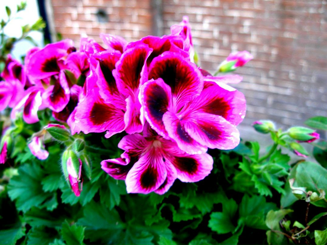 Алиса Семеновых ♥ ALIS ♥ | Херсон