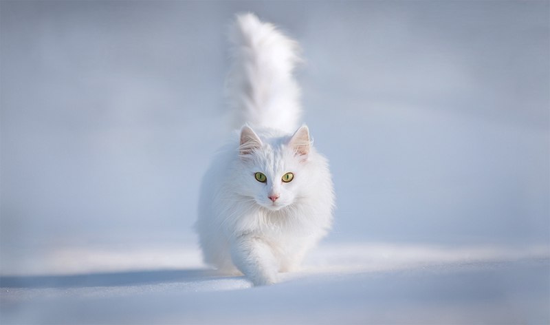 Марина Стрелкова | Калуга