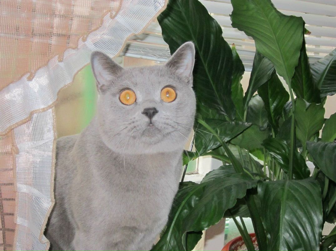 Ирина Цымбал | 