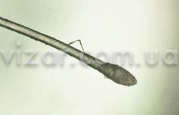 Олег Чернявский | 