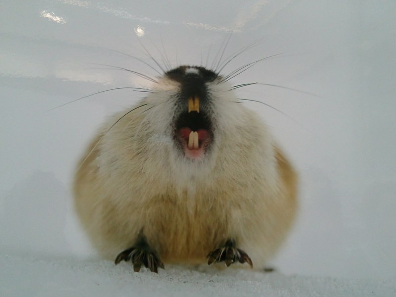 Наталья Воронцова | Москва