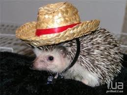 Dimon Kushnir Druid | Киев