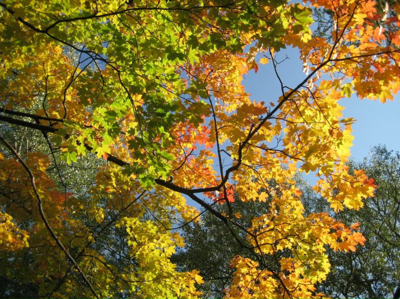 Игорь Зуев | Санкт-Петербург