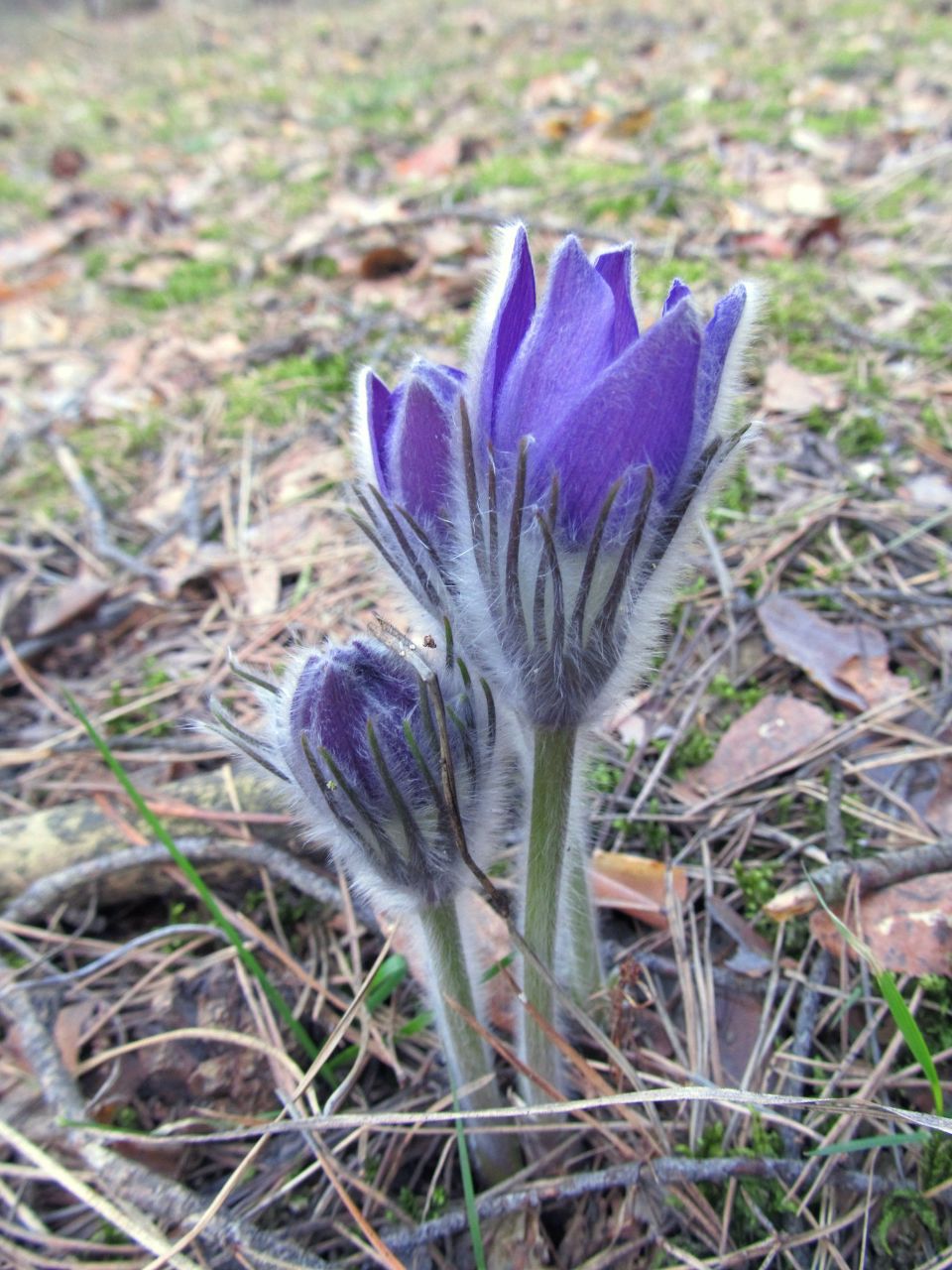 Ольга Тишик | Васильков