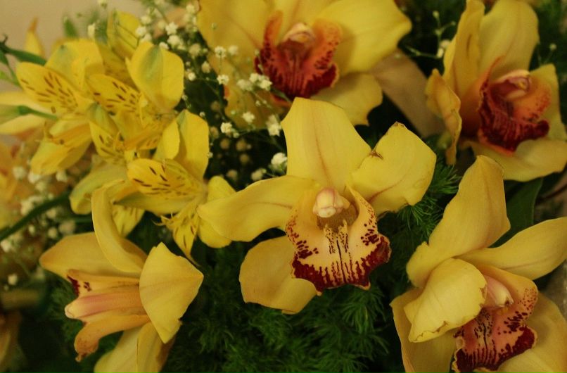 Анастасия Перфильева | Иваново