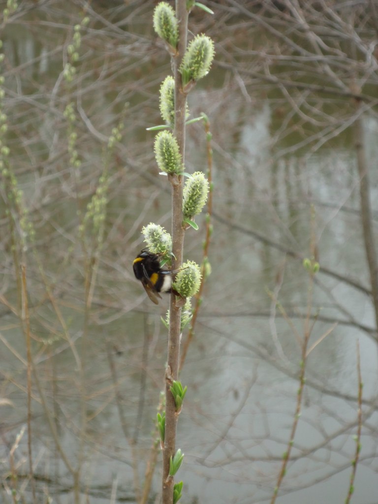 Татьяна Николенко | 