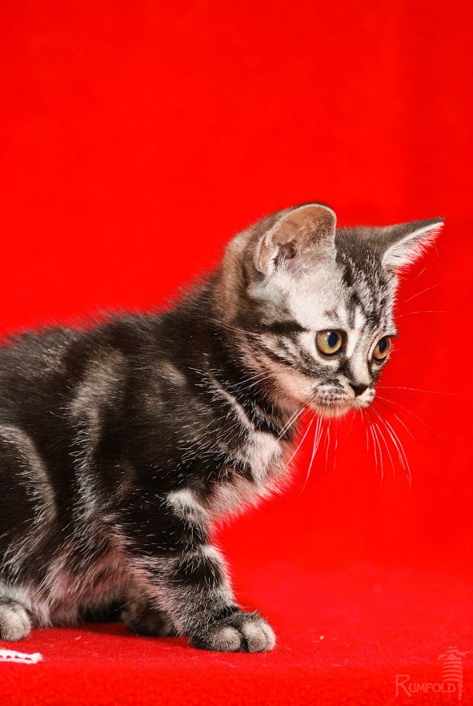 Евгения Баскевич | Москва