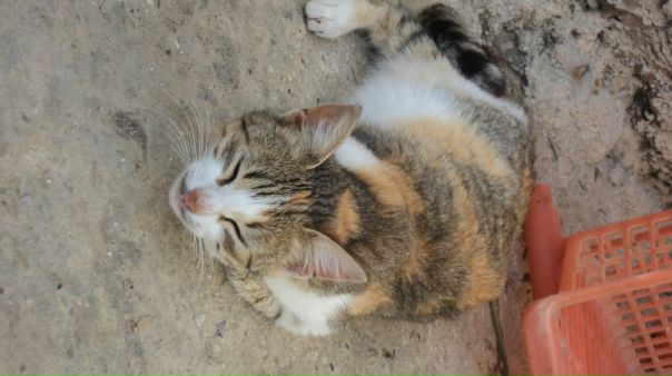 №64, Hamza Methanni, Омск №64, Hamza Methanni, Омск