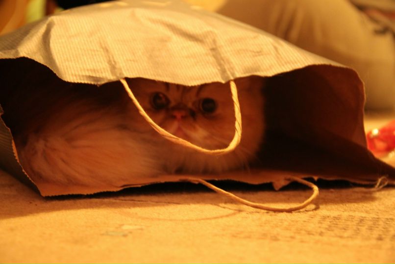 Таня Терешина | Днепр (Днепропетровск)