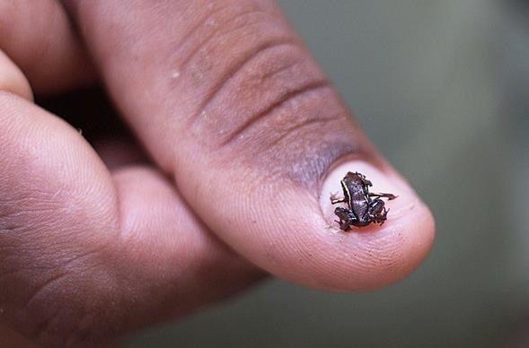 №141, Манямка Шкрудь, Ирпень №141, Манямка Шкрудь, Ирпень