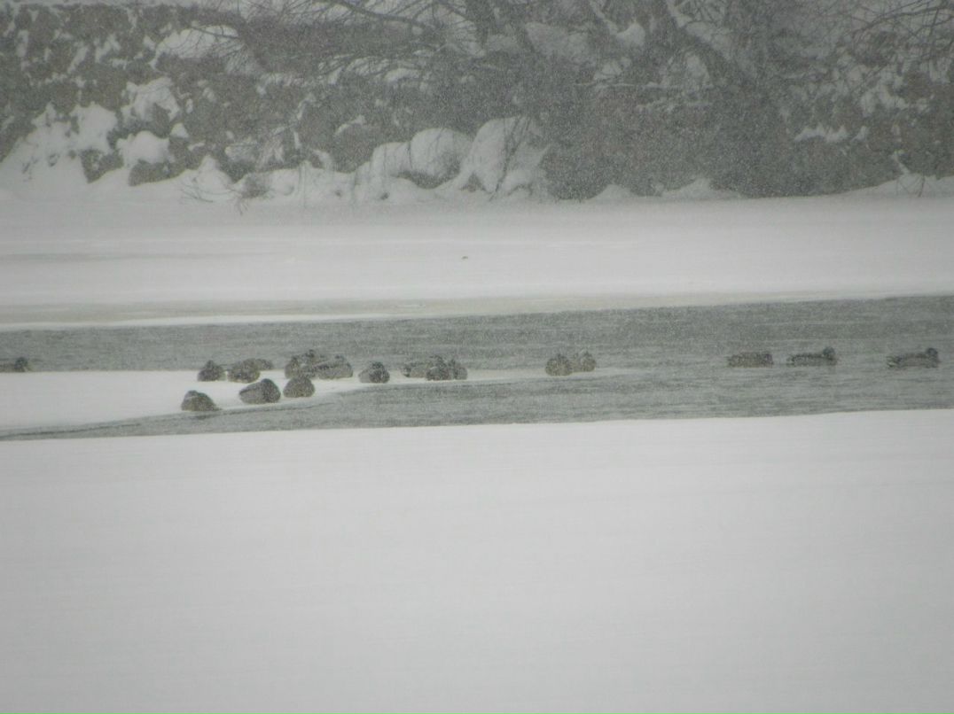 Виталик Линник | Белая Церковь