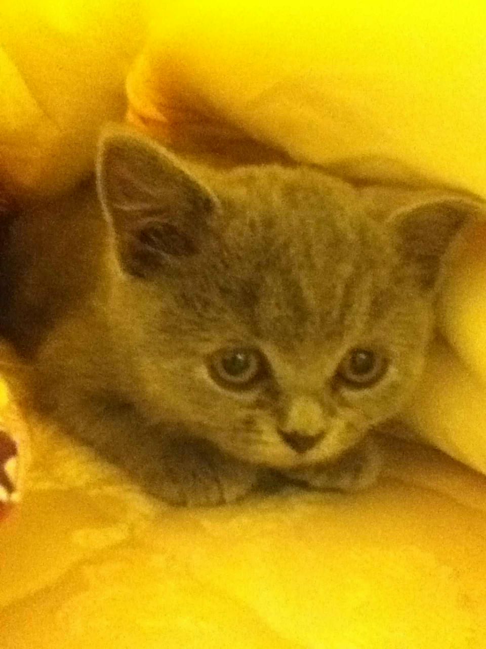 Елена Черепанова | Москва