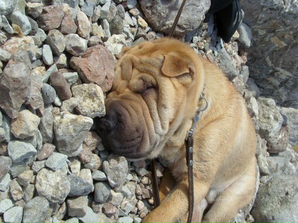 №9, Коша Лихачёв №9, Коша Лихачёв