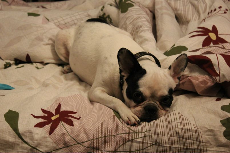 Никита Брага | Санкт-Петербург