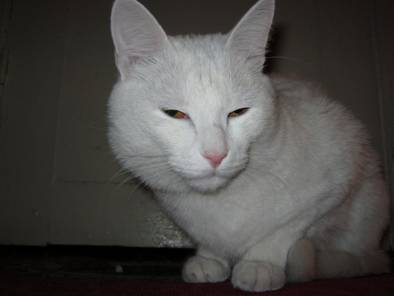 Мария Никифорова | Toronto