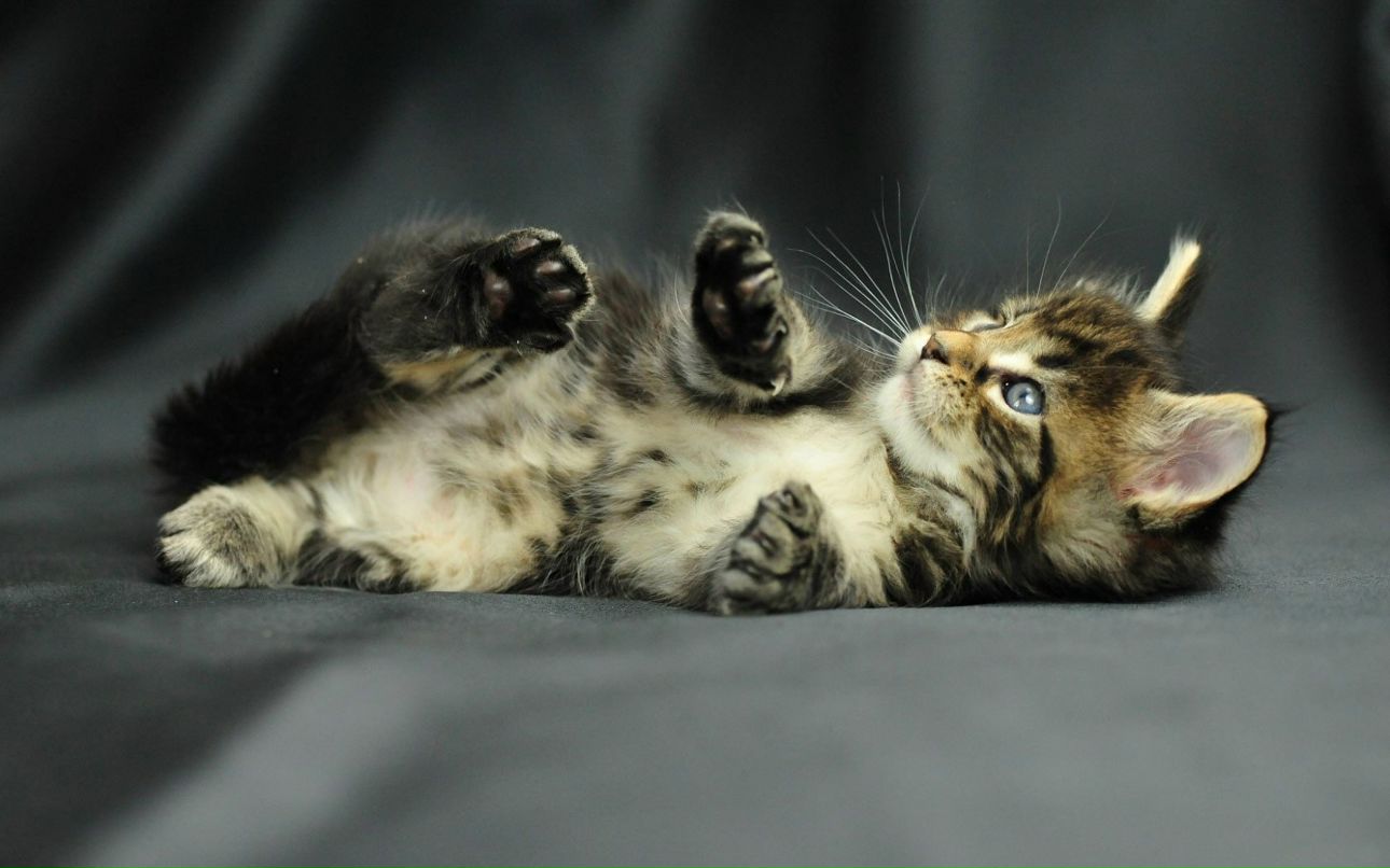 Роман Соколов | Санкт-Петербург