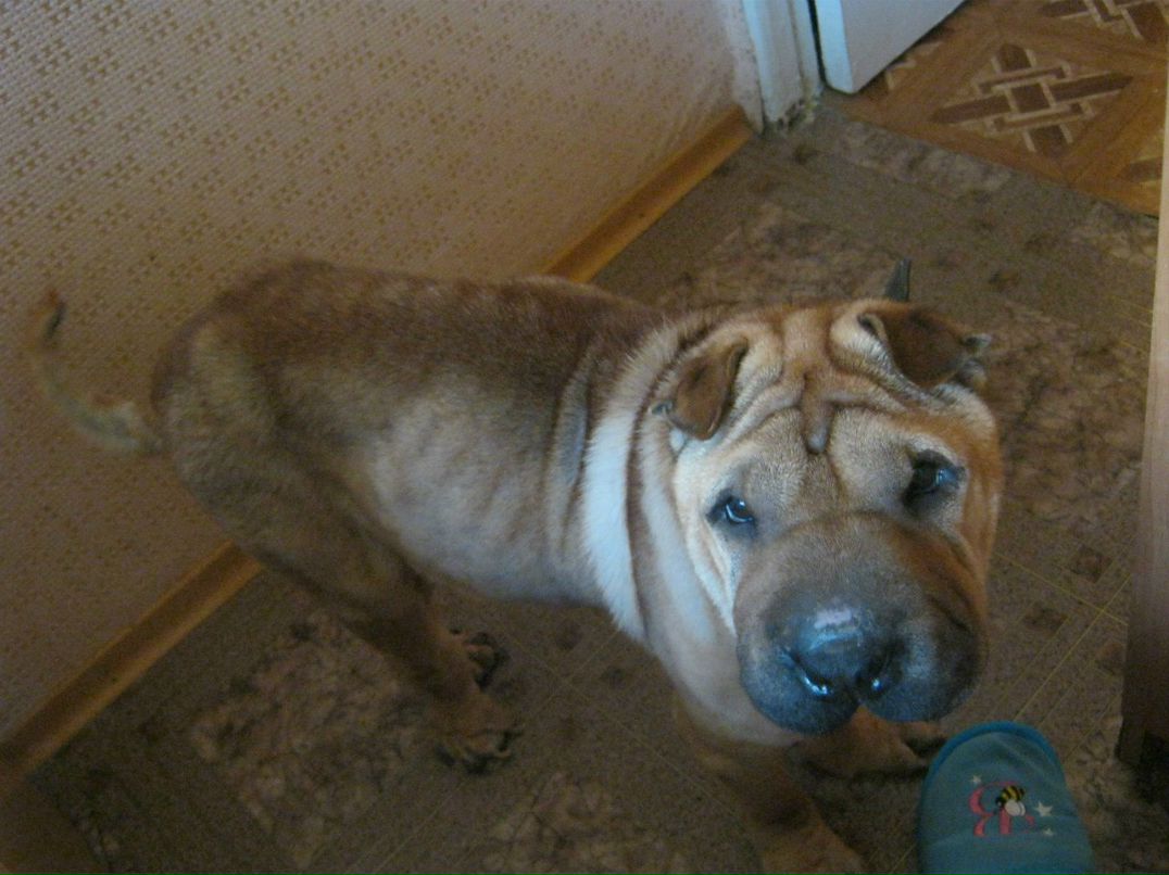 Анна Чернобривец-Ляндибурская | Николаев