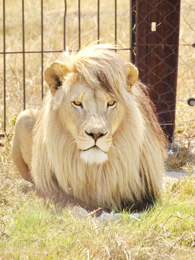 Игорь Хасапов | Vanderbijlpark