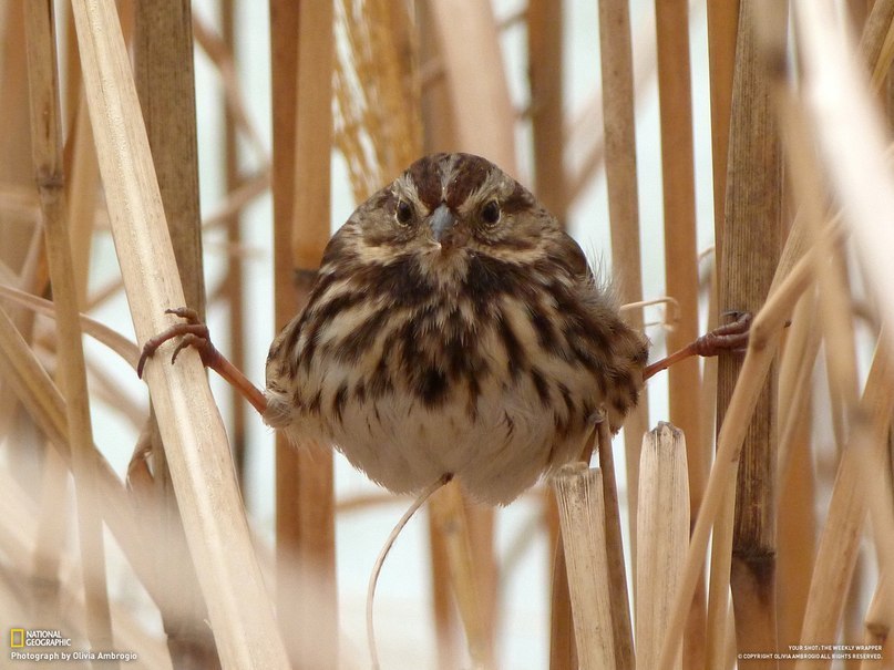 Артем Сергеенко | 