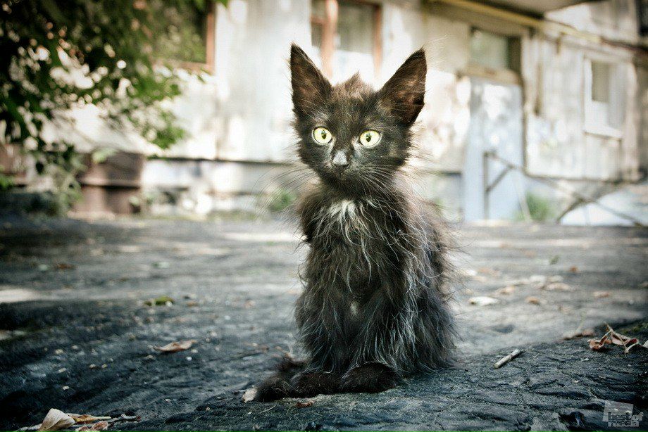 Dmitry Zolotarev | Санкт-Петербург