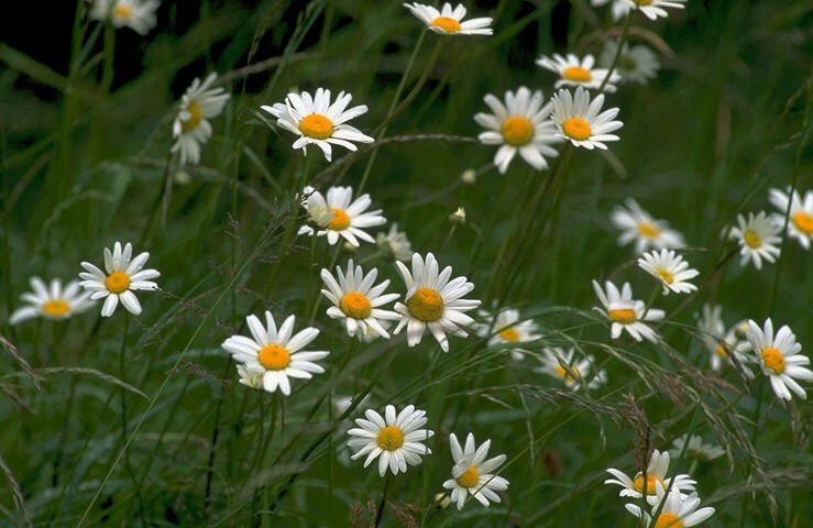 Леся Гаюк | Ирпень