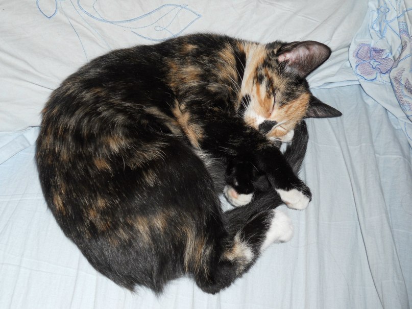 Светлана Дубкова | Рига