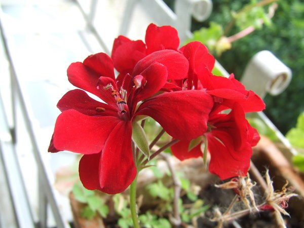 Ирина Кудря | Алупка