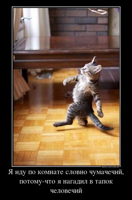 Вовка Путін | 