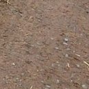 №20, Нуська Сапегина №20, Нуська Сапегина