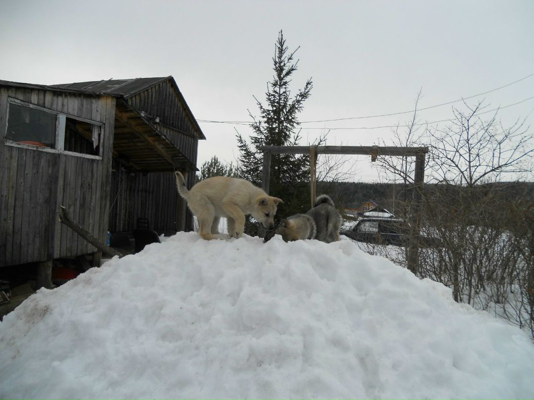 Константин Подопригора Kosto | Пермь